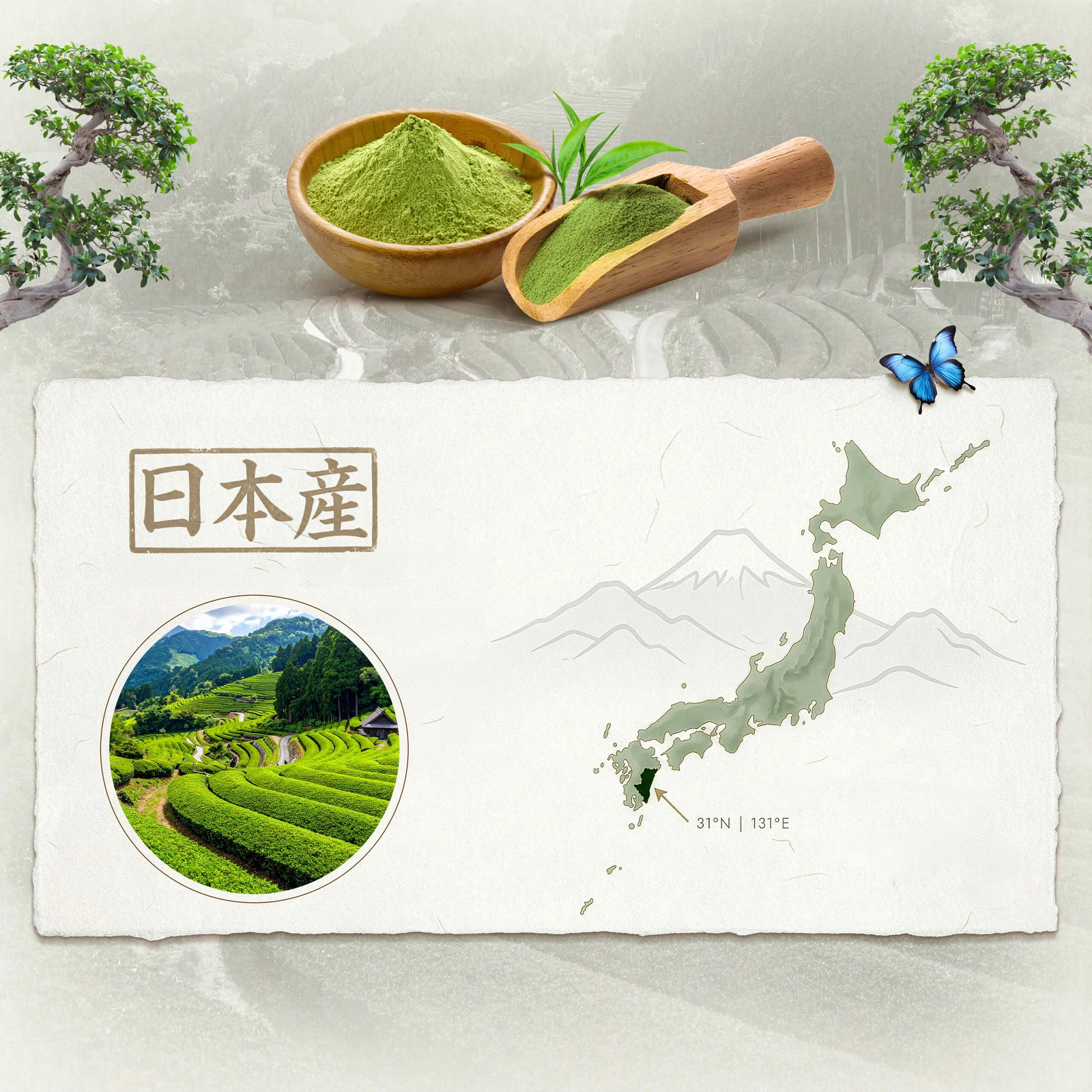Japanse ceremoniële matcha BIO Mary Rose