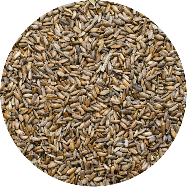 Vivarini – Mariadistel (zaden) 0,5 kg