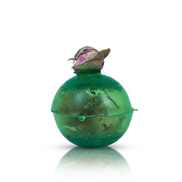 Mary Rose – Sunny Garden theebom (mini)